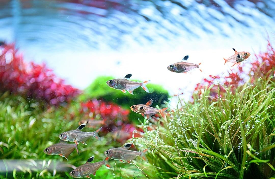 Tetras swimming through a densely planted aquascape under Chihiros lighting